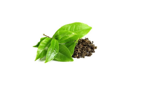 Green_Tea_Extract