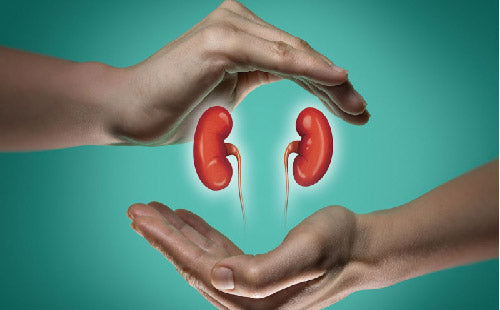 Supports_the_kidneys