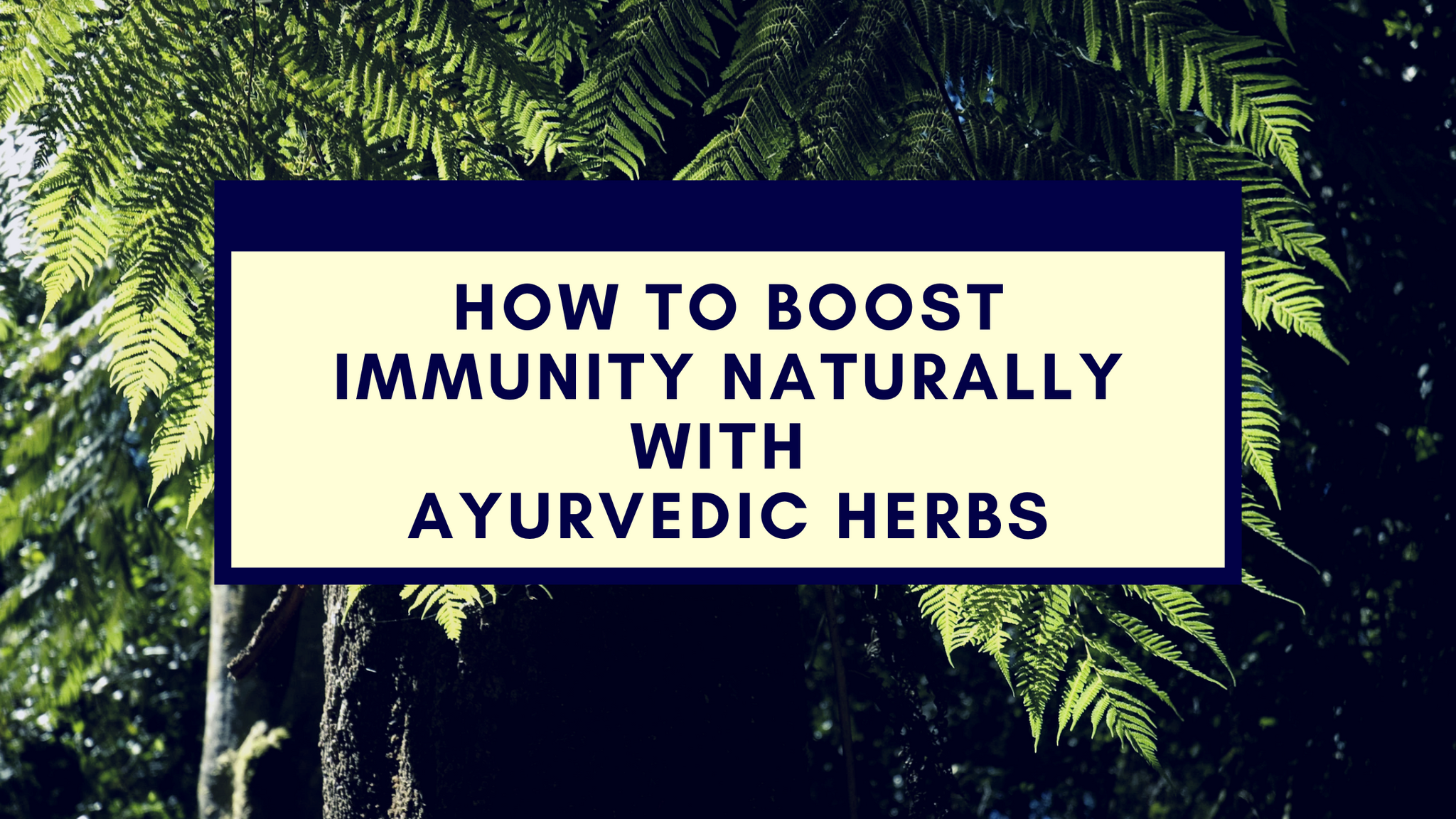 How to Boost Immunity Naturally with Ayurvedic Herbs