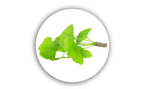 Ginkgo_Biloba