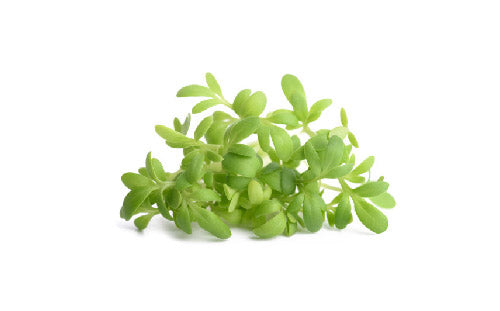 Lepidium_sativum