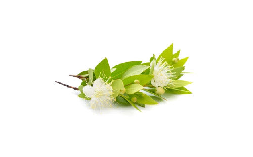 Myrtus