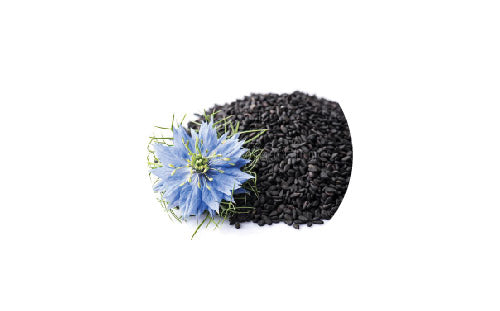 Nigella_sativa_3a263af4-d8e6-4d99-814d-6ce8f277853e