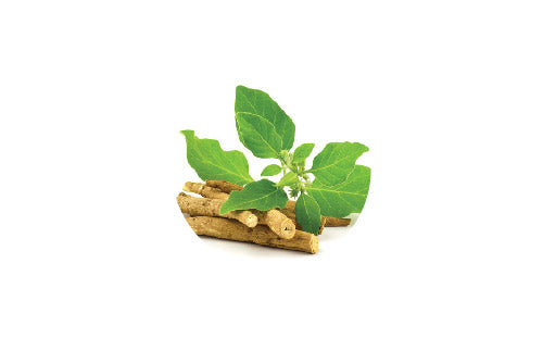 Withania_somnifera_21a9b98e-107f-4498-90f8-1fddbd9cff3d